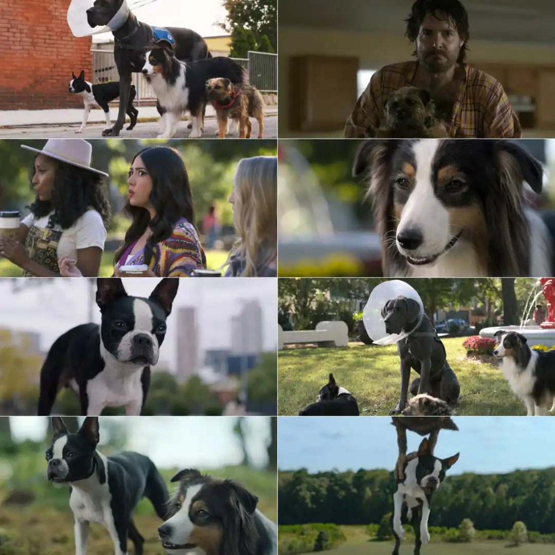 Strays (Hindi + English) Dual Audio Hollywood Movie screenshot 1